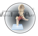 The model of hip joint